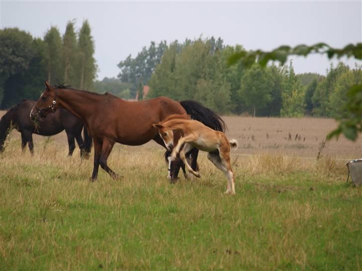 Hannoveraner Xantiago Solgt YEEHAW! billede 11