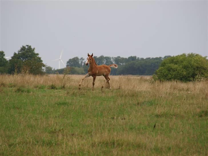 Hannoveraner Xantiago Solgt YEEHAW! billede 12