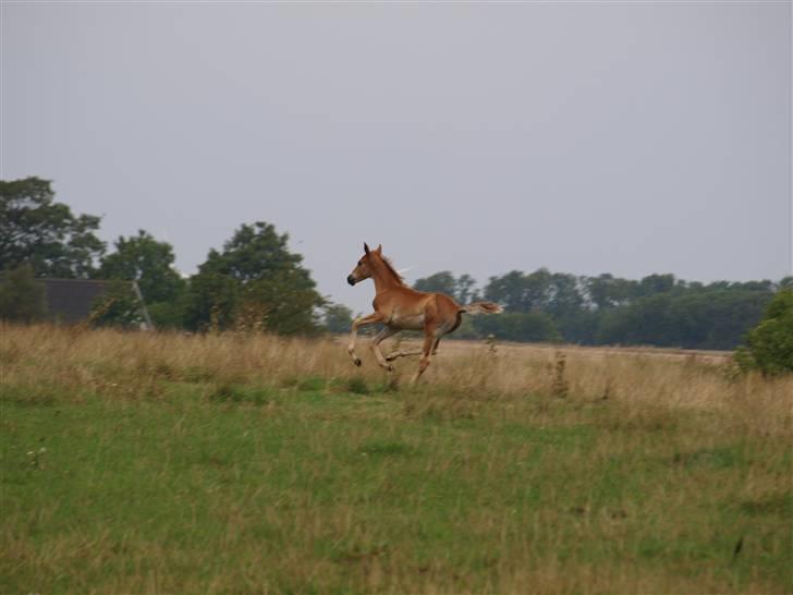 Hannoveraner Xantiago Solgt YEEHAW! billede 13