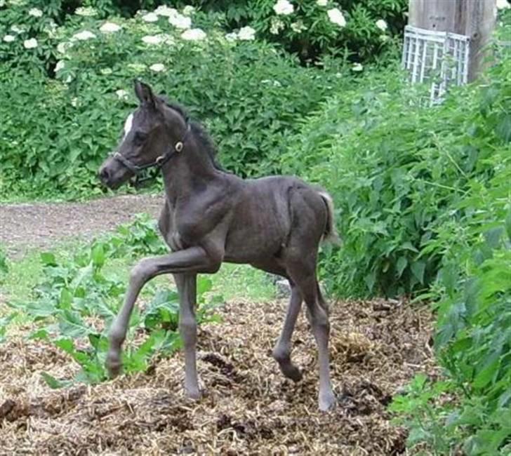 Welsh Partbred (Sec F) Chap´s Check Me Out  - 10 dage gammel billede 7