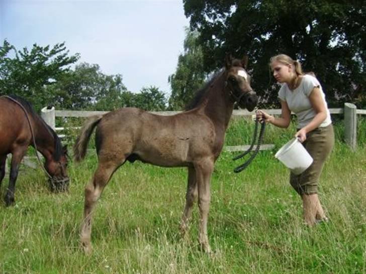 Welsh Partbred (Sec F) Chap´s Check Me Out  - 2 mdr. gammel billede 8
