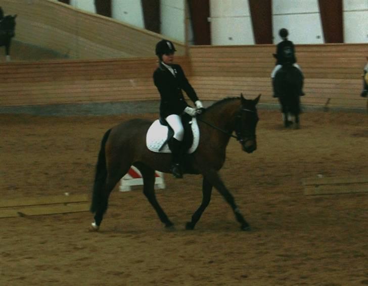 Anden særlig race Ofelia - MM FOTO ! " er ikke dressurrytter xD " billede 13