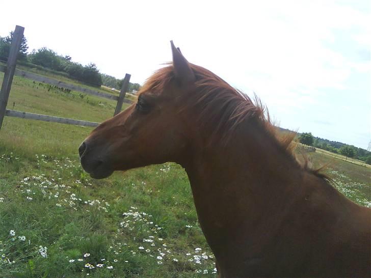 Anden særlig race Lucky Boy - Igen noget mere interresant <3 :P billede 16