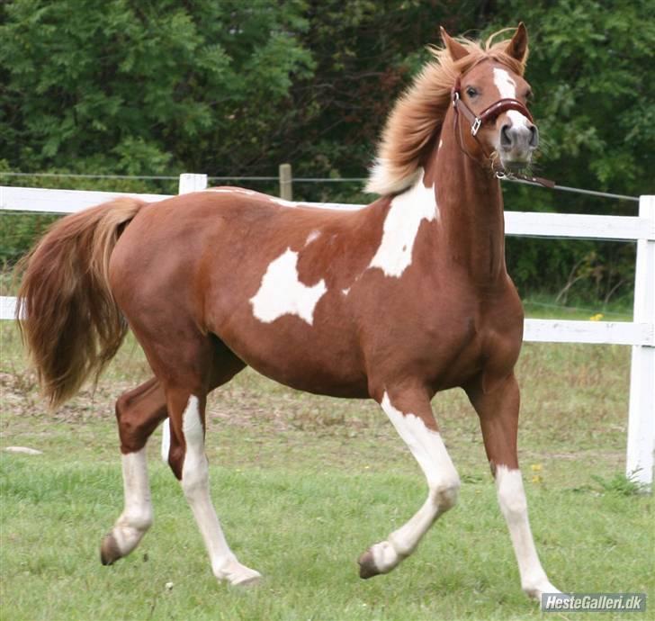 Anden særlig race Gaya billede 4