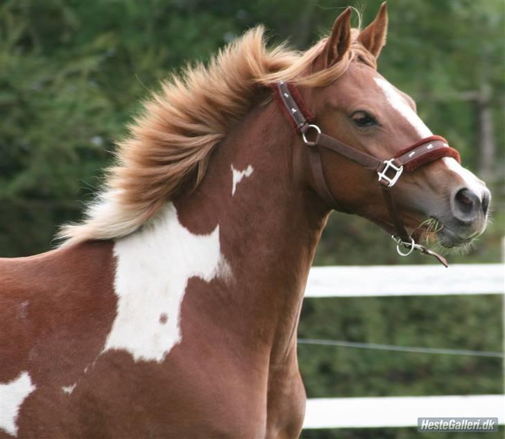 Anden særlig race Gaya billede 5