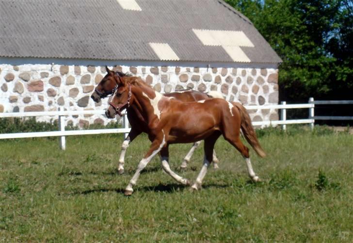 Anden særlig race Gaya billede 6
