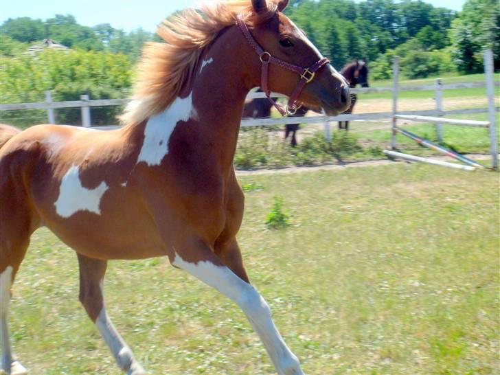 Anden særlig race Gaya billede 7