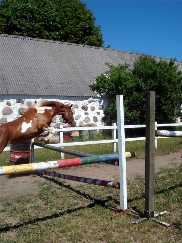 Anden særlig race Gaya billede 8