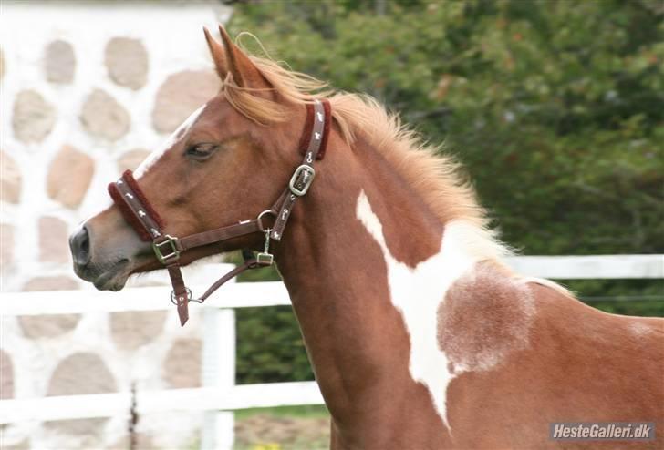 Anden særlig race Gaya billede 9