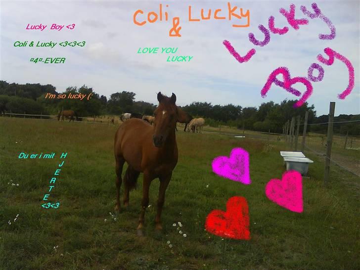 Anden særlig race Lucky Boy - Lucky er noget af en fotomodel .. hihi .. ej hvor er du dejlig lucky <3<3 :P billede 17