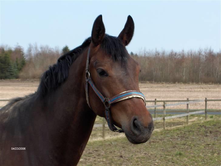 Hannoveraner Dinea (solgt) - april 2006 billede 12