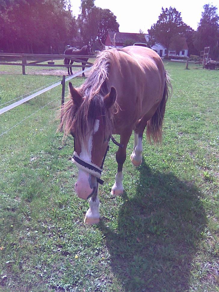 Welsh Cob (sec D) Slæggerups Amazing Sunris billede 5