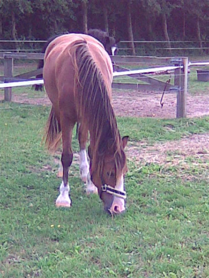 Welsh Cob (sec D) Slæggerups Amazing Sunris billede 6