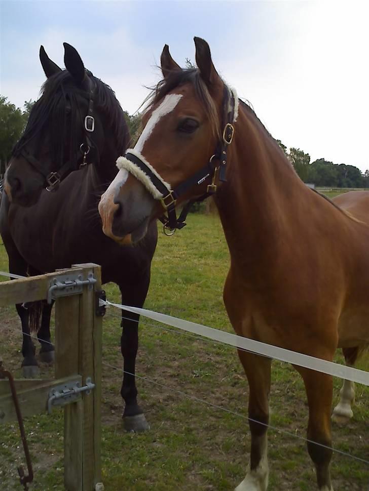 Welsh Cob (sec D) Slæggerups Amazing Sunris billede 7