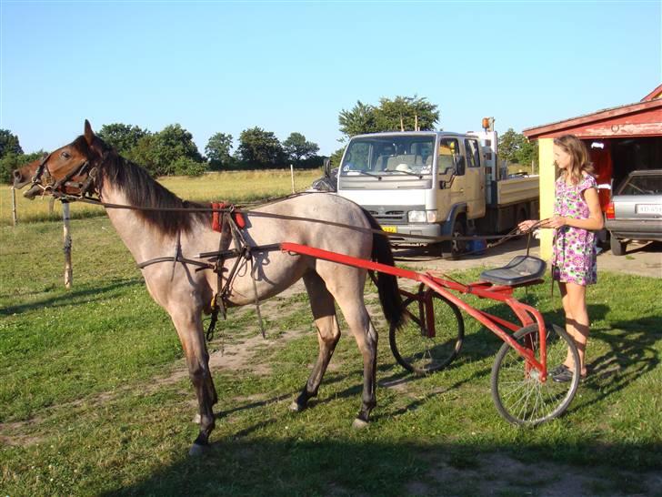Traver Papaya Kaski  - Så er hun sat for vogn (: billede 8