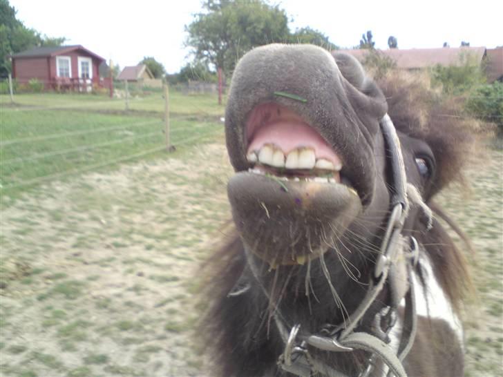 Shetlænder "Fiona" <'3 billede 12