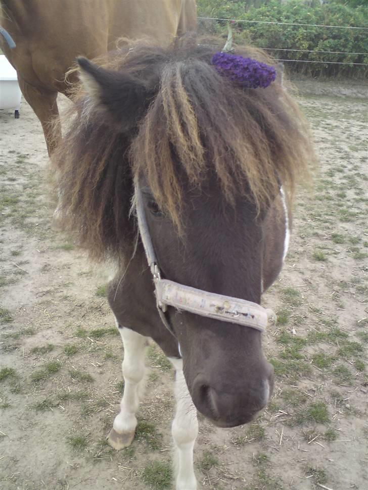 Shetlænder "Fiona" <'3 billede 13