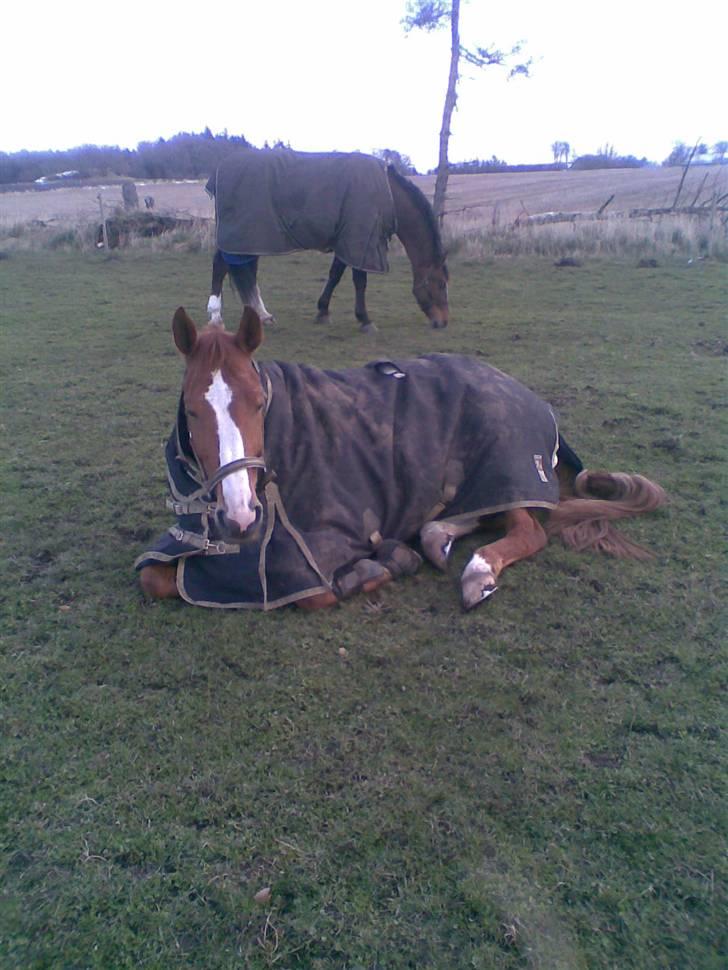 Hannoveraner ludwiig billede 6