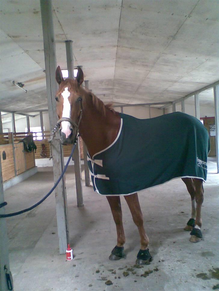 Hannoveraner ludwiig billede 7