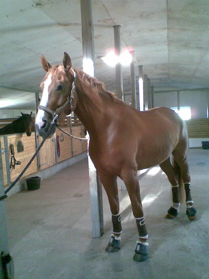 Hannoveraner ludwiig billede 8