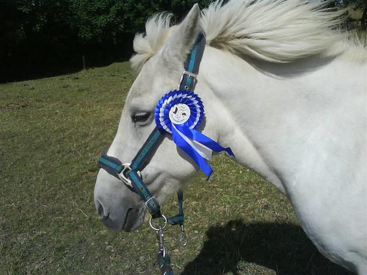 Islænder Fenja Fra Frijsbak billede 11