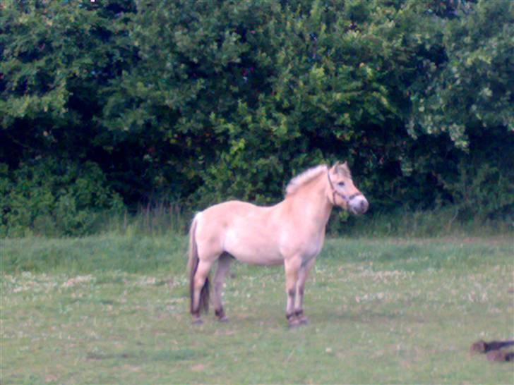 Fjordhest Knold - Lækker lækker dreng billede 17