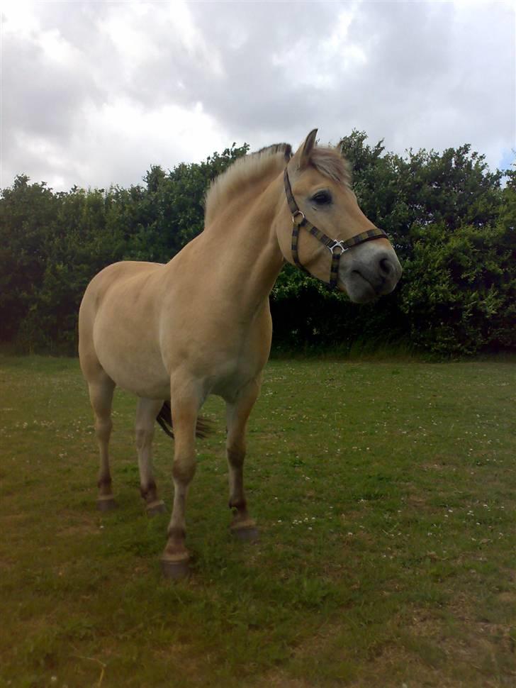 Fjordhest Knold billede 18