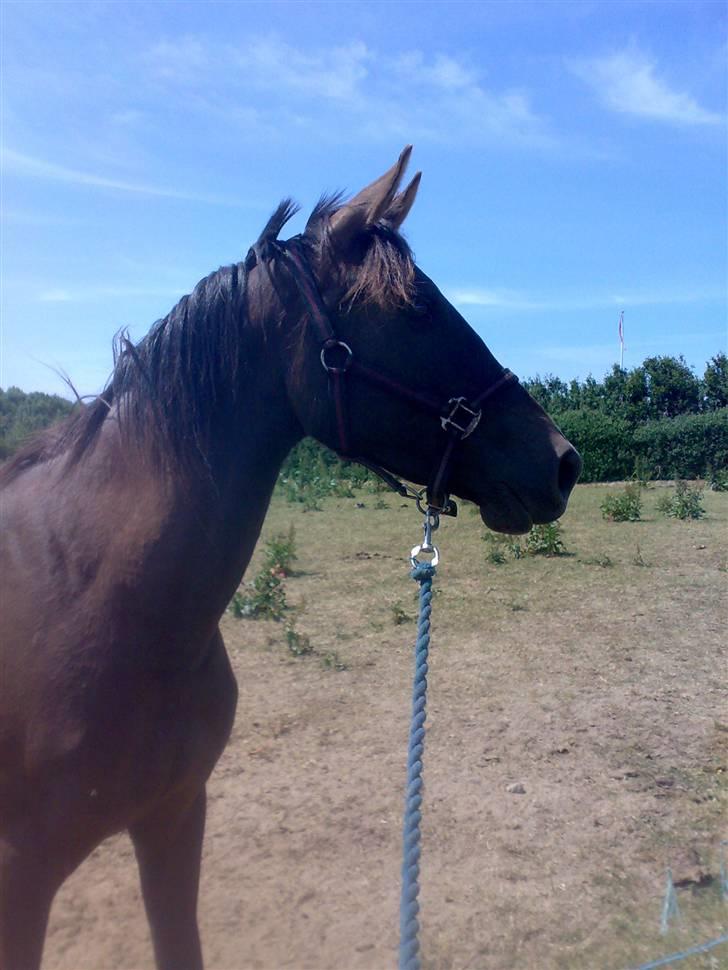 Anden særlig race Agapi billede 6