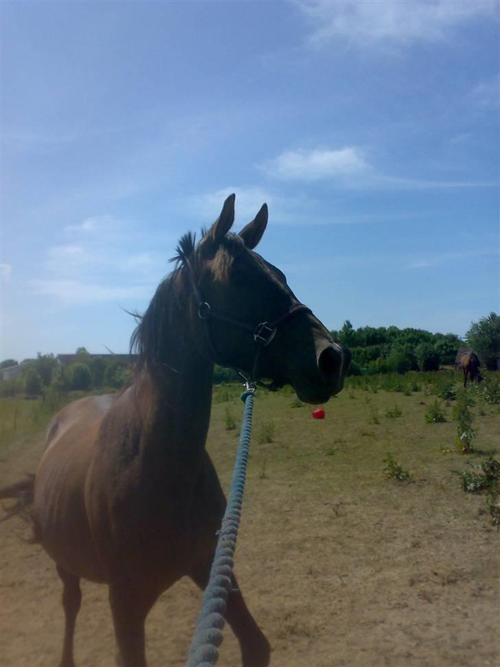 Anden særlig race Agapi billede 7