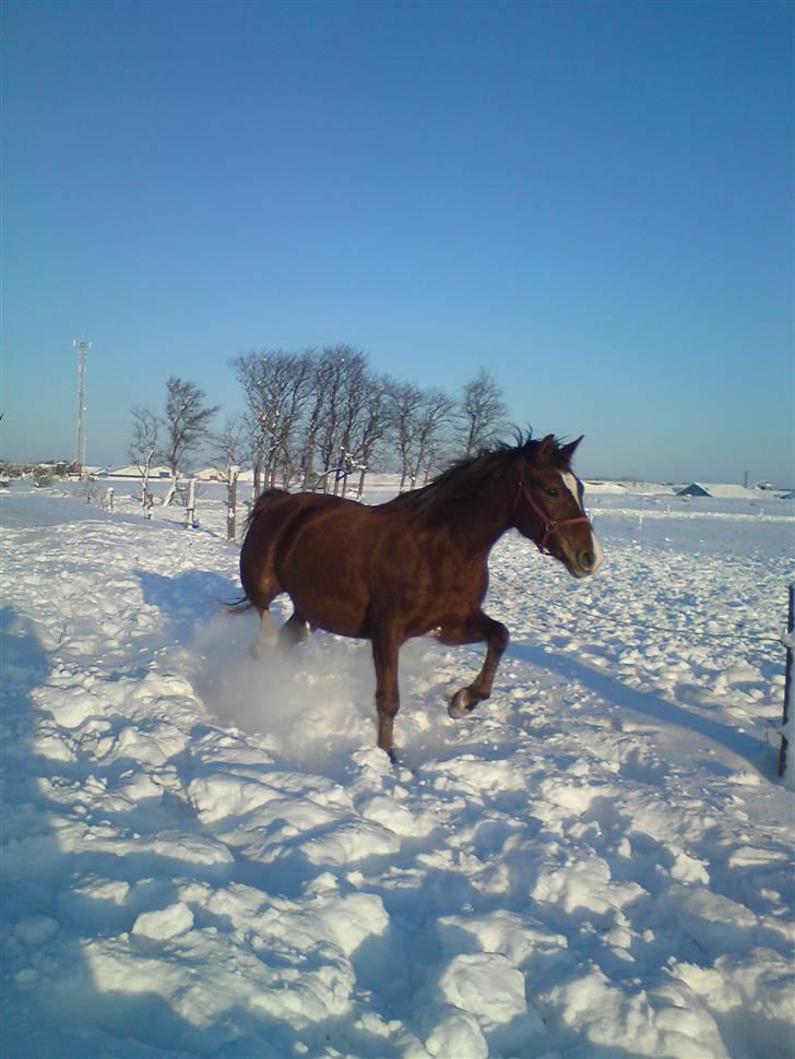 Anden særlig race Kiaya - Smukke pigen i sneen januar 2010 billede 9