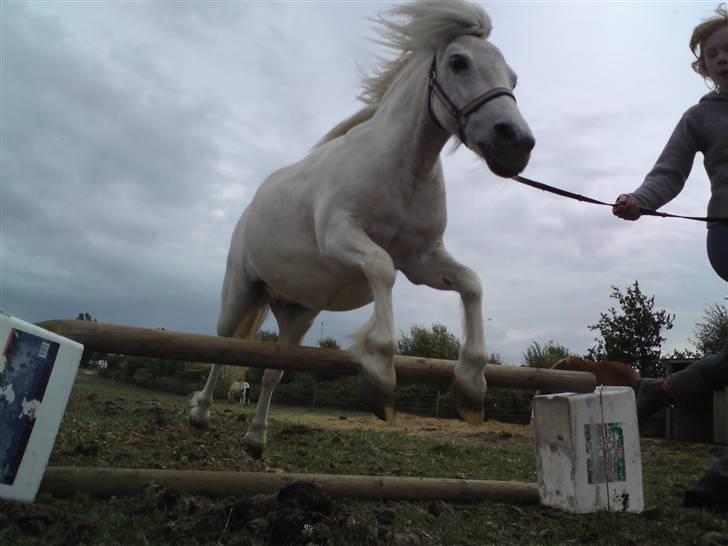 Shetlænder "Freja" <3 billede 4