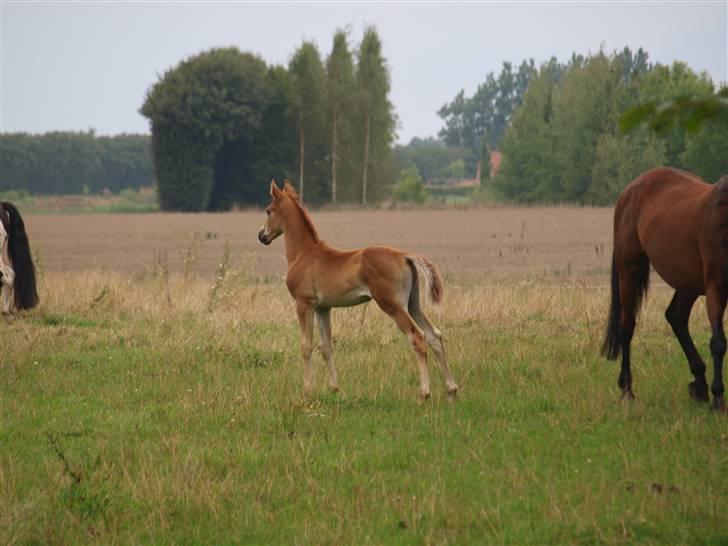 Hannoveraner Xantiago Solgt YEEHAW! billede 14