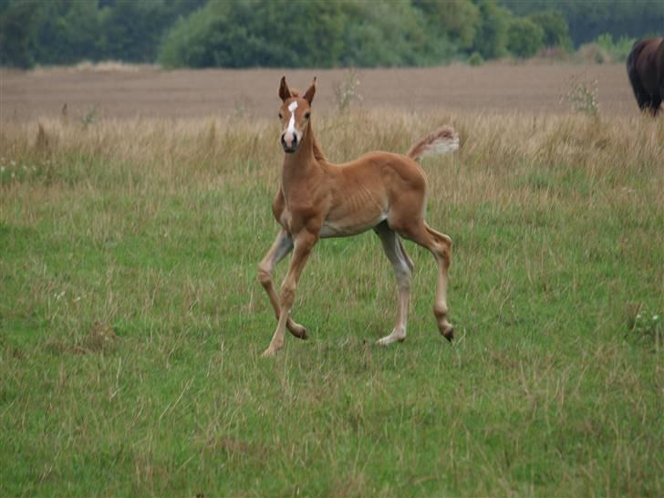 Hannoveraner Xantiago Solgt YEEHAW! billede 15