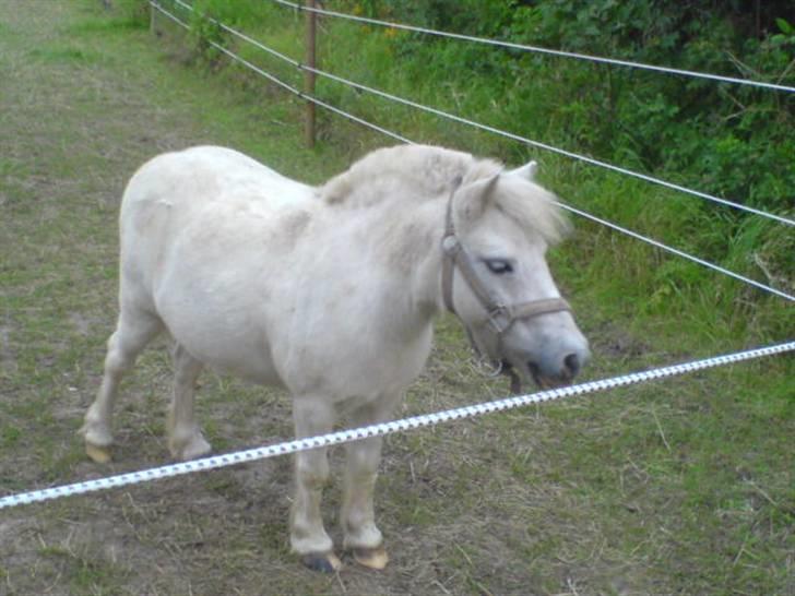 Shetlænder "Freja" <3 billede 7