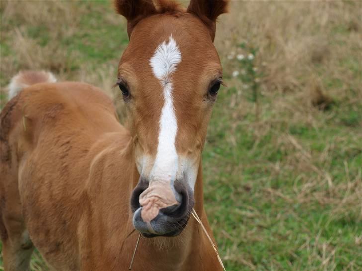 Hannoveraner Xantiago Solgt YEEHAW! billede 16