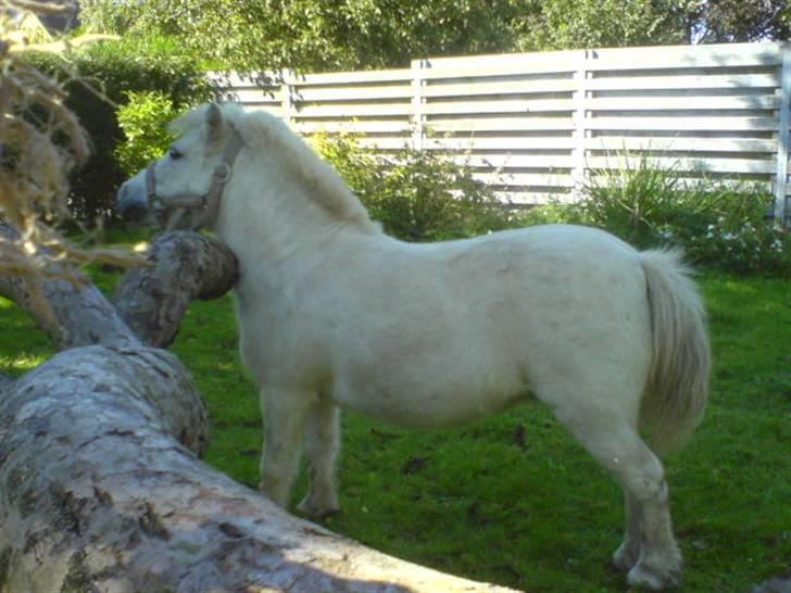 Shetlænder "Freja" <3 billede 9