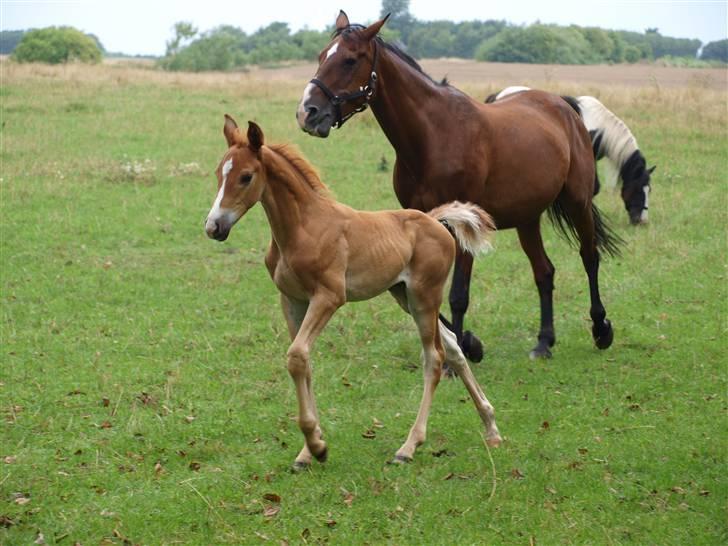 Hannoveraner Xantiago Solgt YEEHAW! billede 17