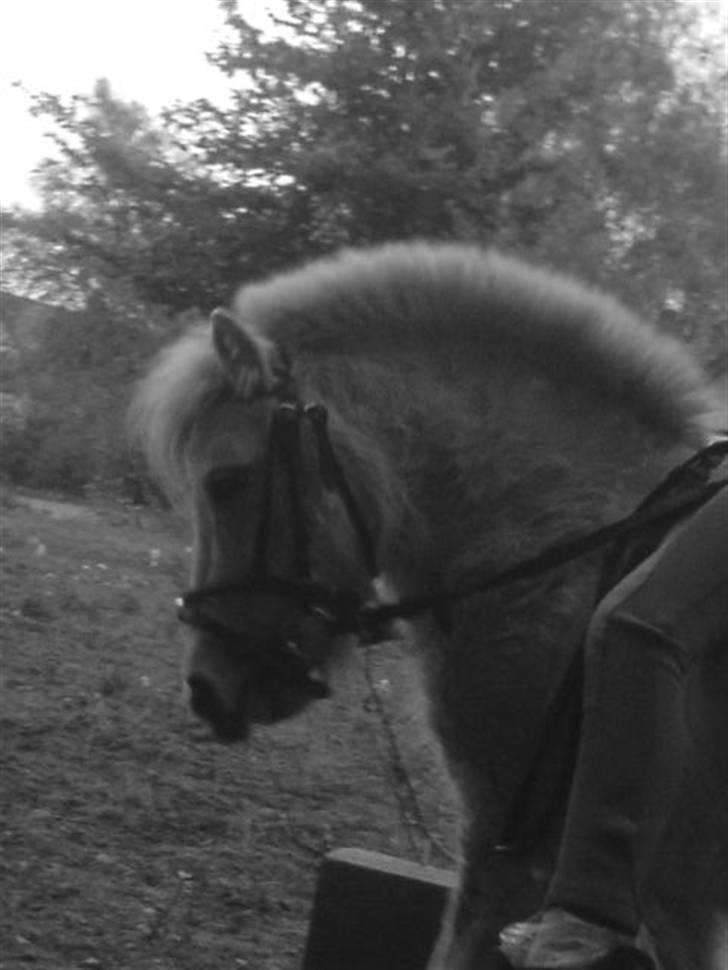 Shetlænder "Freja" <3 billede 10