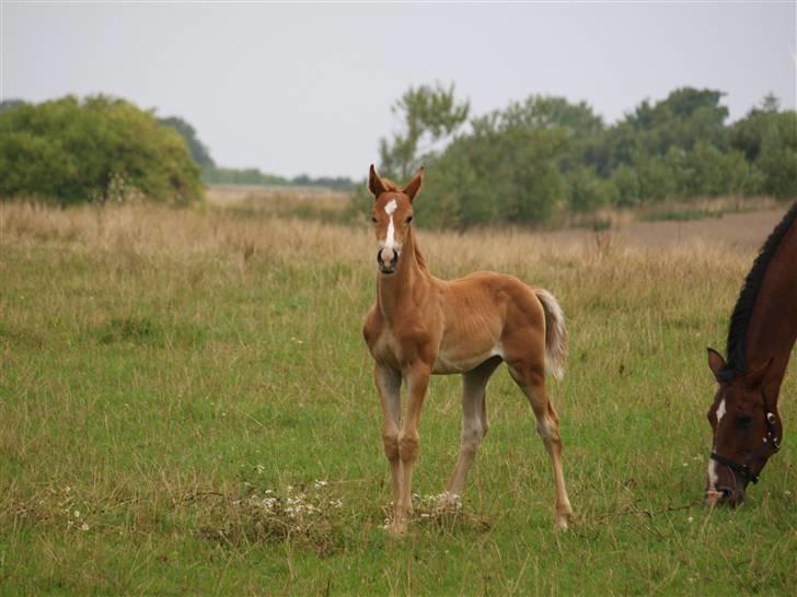 Hannoveraner Xantiago Solgt YEEHAW! billede 18