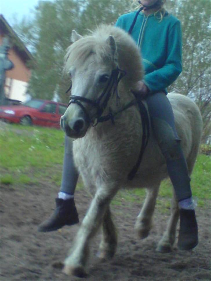 Shetlænder "Freja" <3 billede 12