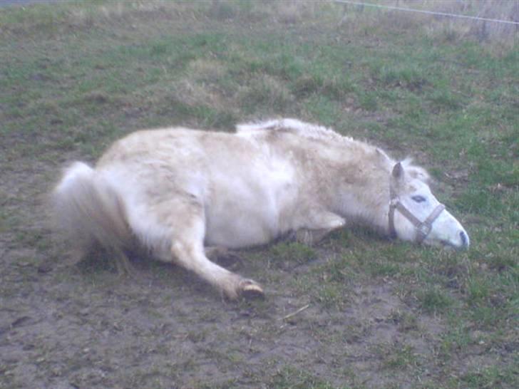 Shetlænder "Freja" <3 billede 13