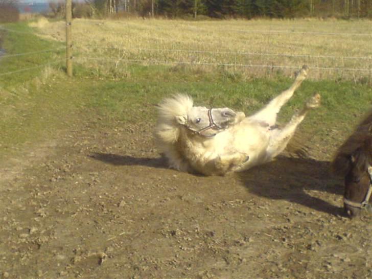 Shetlænder "Freja" <3 billede 14