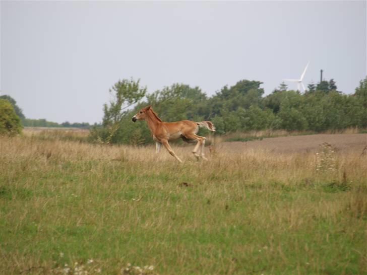 Hannoveraner Xantiago Solgt YEEHAW! billede 20