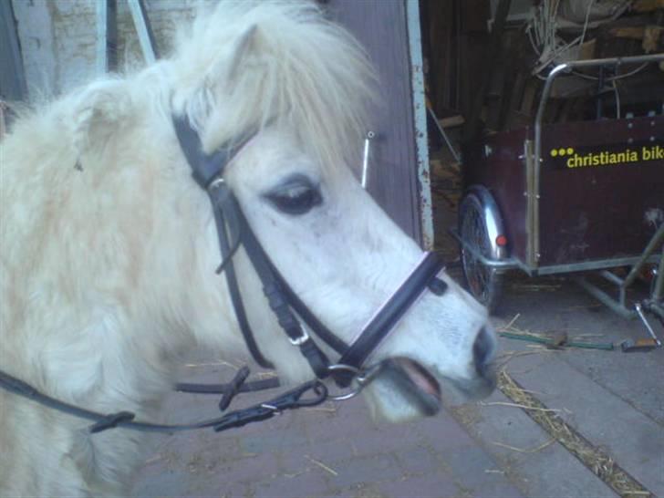 Shetlænder "Freja" <3 billede 17