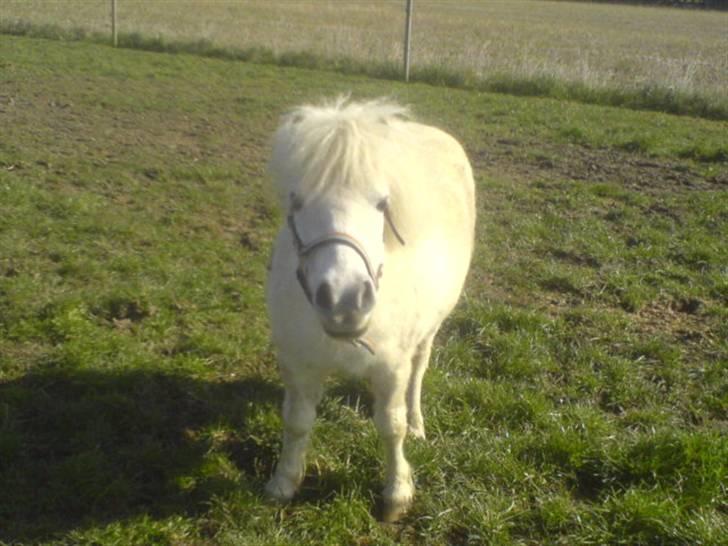 Shetlænder "Freja" <3 billede 18