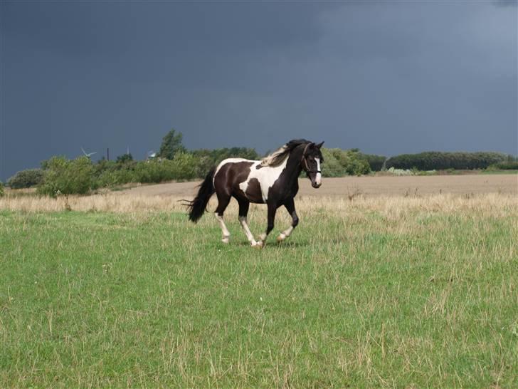Anden særlig race Mistrall  billede 6