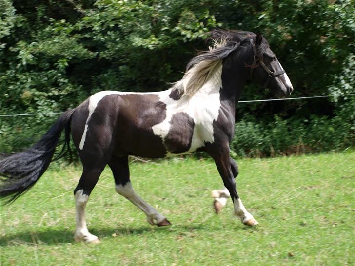 Anden særlig race Mistrall  billede 7