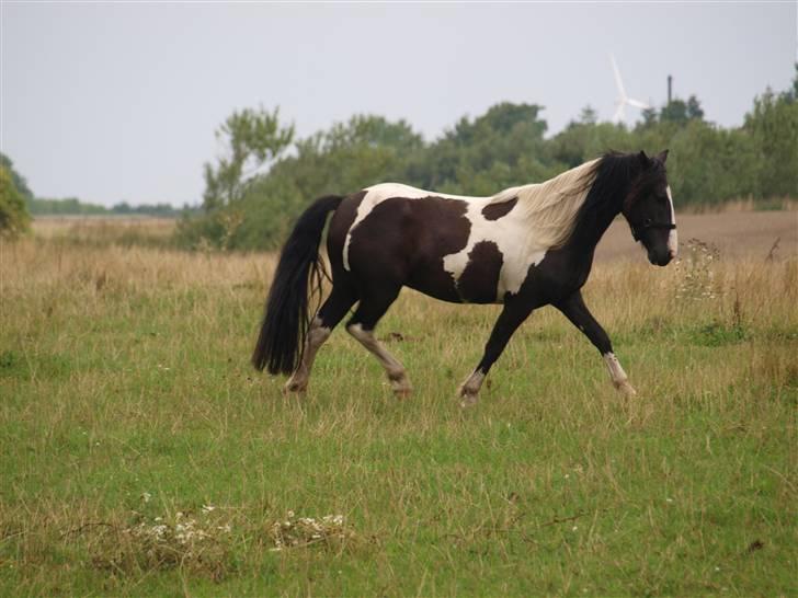 Anden særlig race Mistrall  billede 8