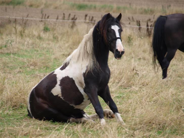 Anden særlig race Mistrall  billede 9