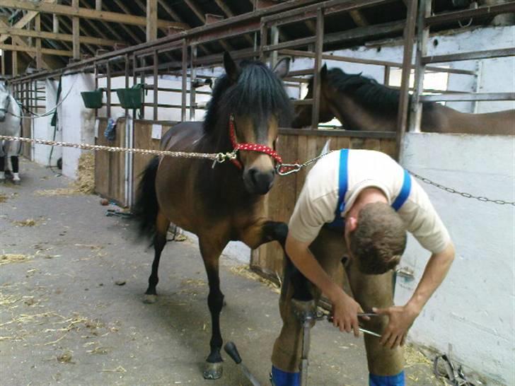 Anden særlig race Egtveds Emmely¤Solgt¤:S - Emse havde smed, hun er bare så nuttet<3 billede 14